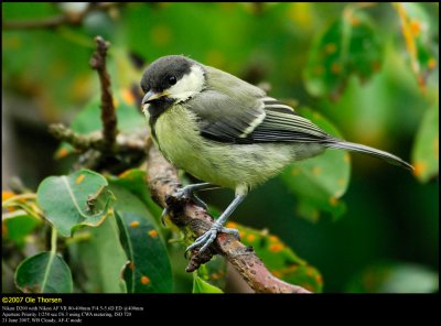 Great Tit (Musvit / Parus major)