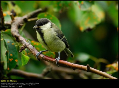 Great Tit (Musvit / Parus major)