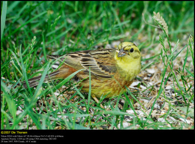 Yellowhammer (Gulspurv / Emberiza citrinella)