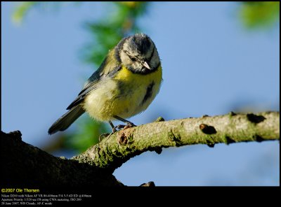 Blue tit (Blåmejse / Cyanistes caeruleus)