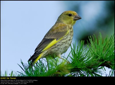 Greenfinch (Grønirisk / Carduelis chloris)