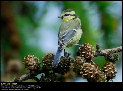 Blue tit (Blåmejse / Cyanistes caeruleus)