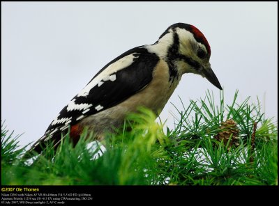 Great Spotted Woodpecker (Stor Flagsptte / Dendrocopos major)