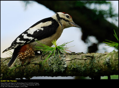 Great Spotted Woodpecker (Stor Flagsptte / Dendrocopos major)