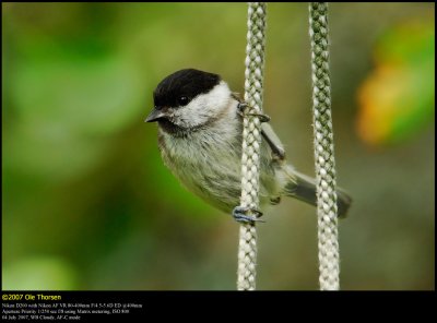 Marsh tit (Sumpmejse / Poecile palustris)