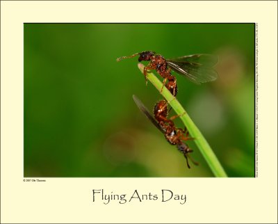 Flying Ant Day #2