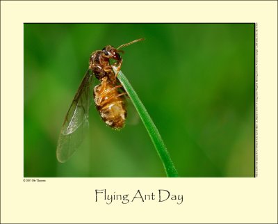 Flying Ant Day #4