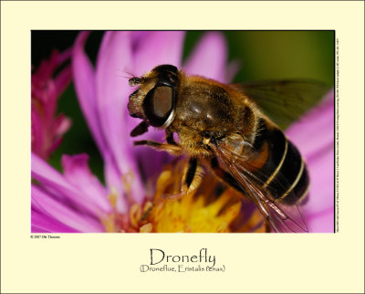 Dronefly (Droneflue / Eristalis tenax)