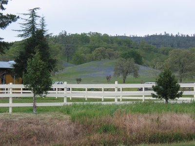 Hill of blooming lupine in Pope Valley