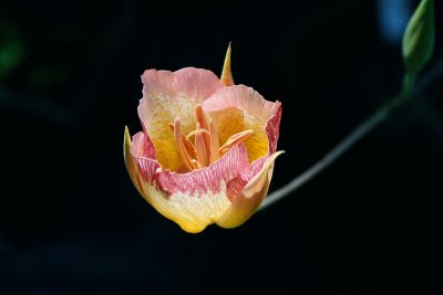 Calochortus Plummerae (photo taken by Alan Bade)