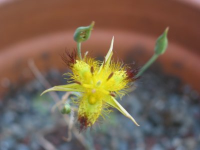 Chalochortus Obispoensis (very rare!)