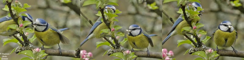 Blue Tits - Courtship feeding