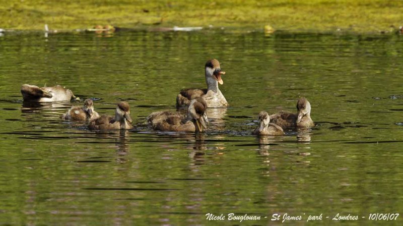 RED-CRESTED POCHARD female and family