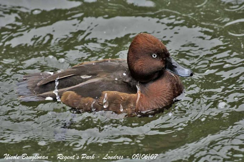 FERRUGINOUS DUCK male
