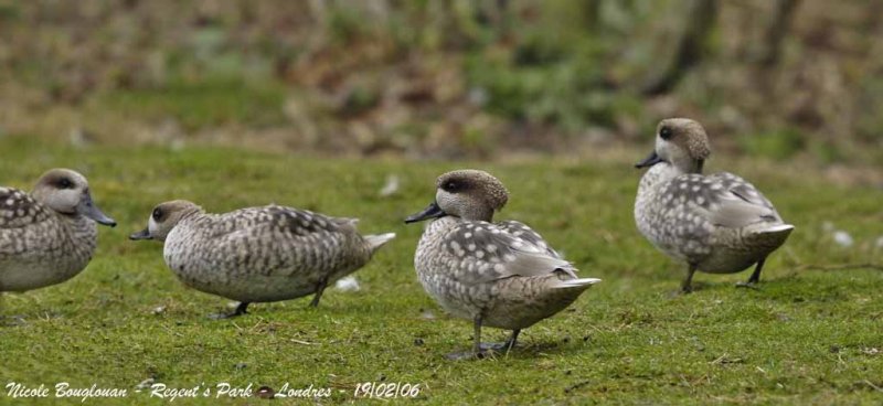 MARBLED DUCK displays