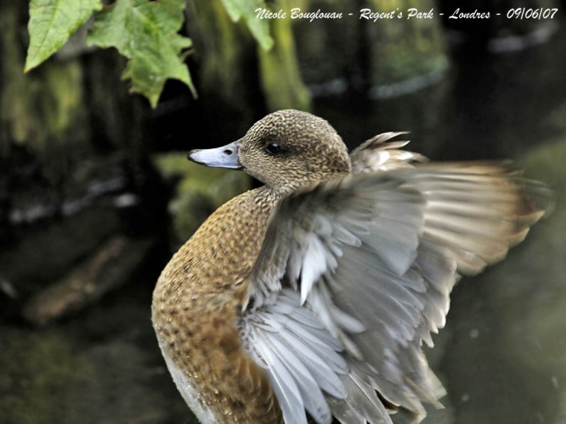 EURASIAN WIGEON - MARECA PENELOPE - CANARD SIFFLEUR