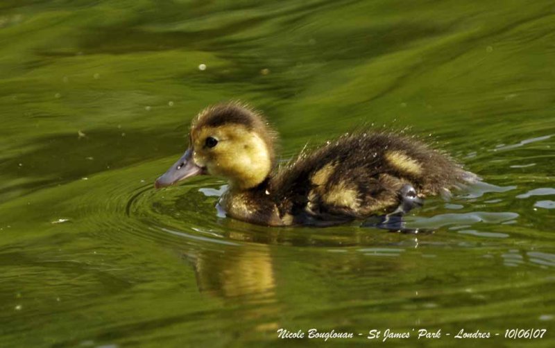 COMMON POCHARD young