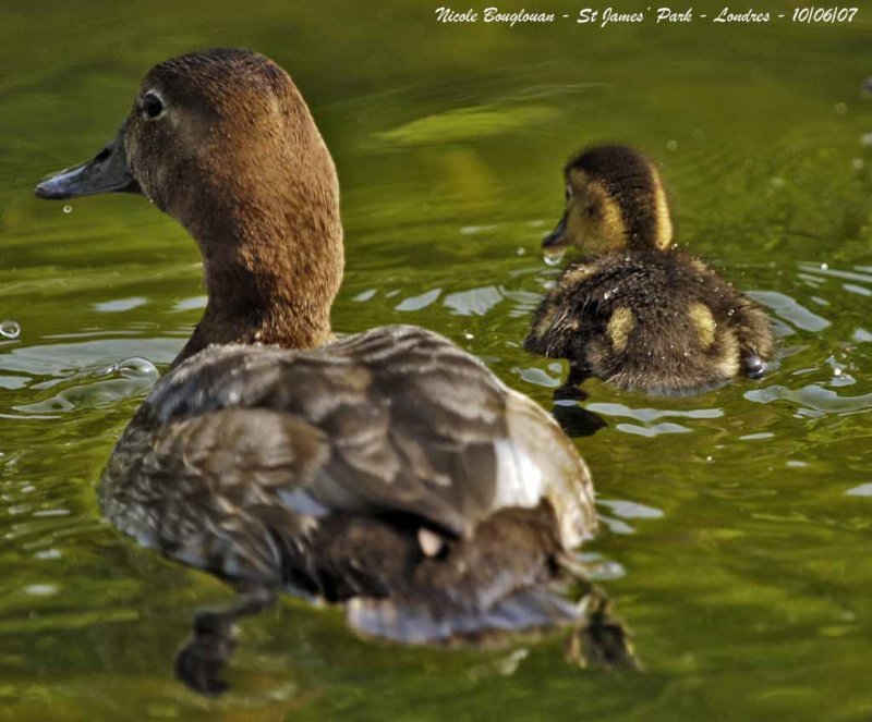 COMMON POCHARD female and young