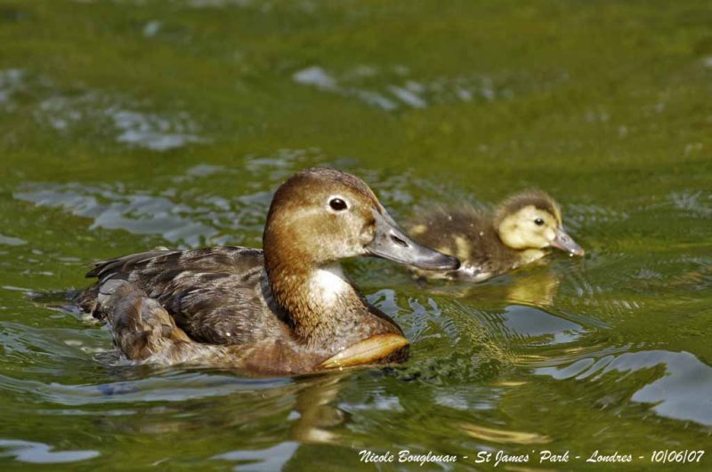 COMMON POCHARD female and young