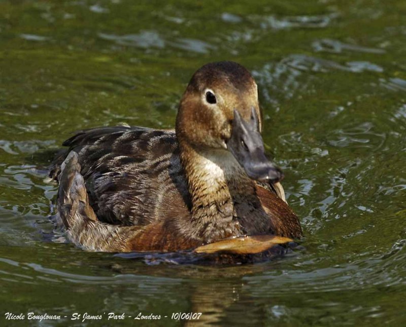 COMMON POCHARD female
