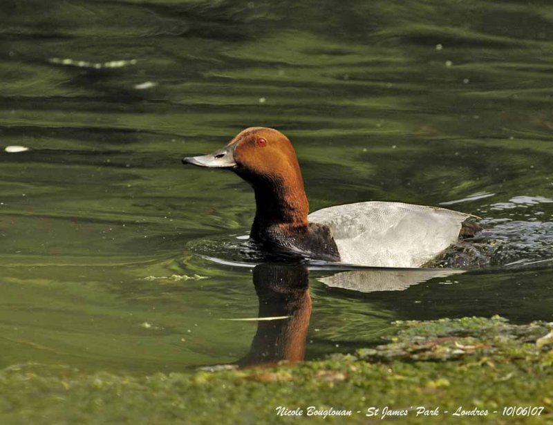 COMMON POCHARD male