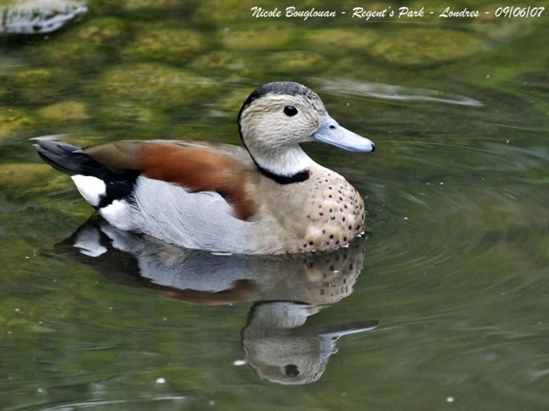 RINGED TEAL male