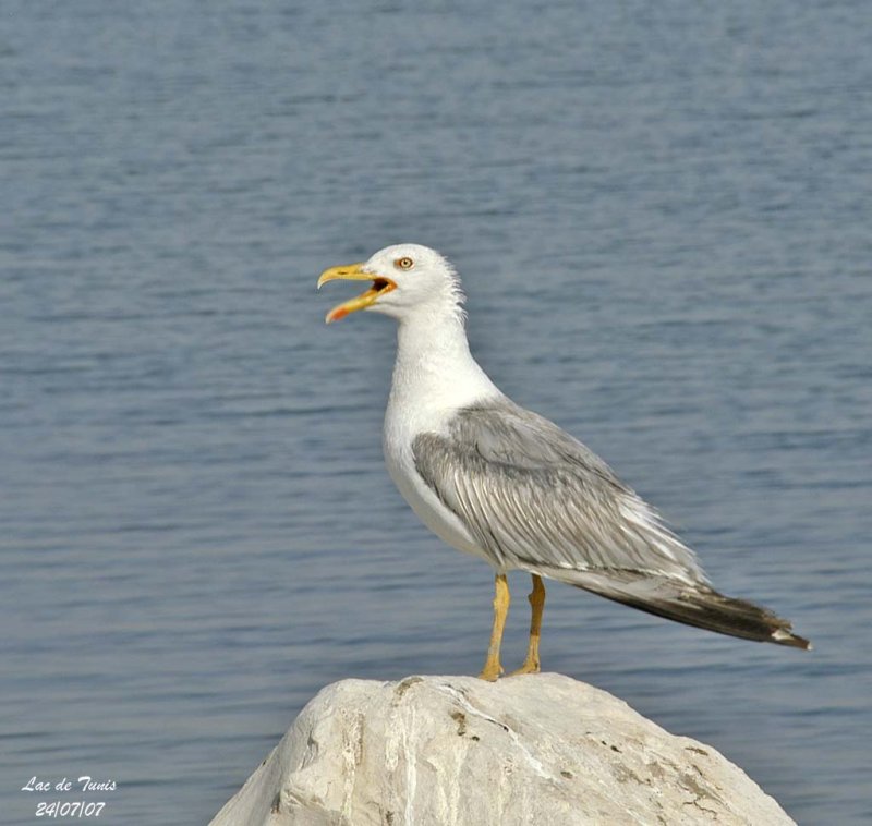 Yellow-legged Gull adult 1