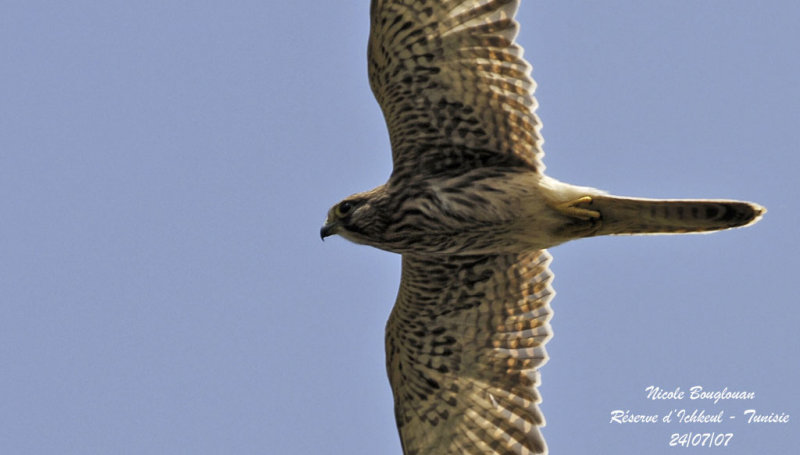 Common Kestrel 5