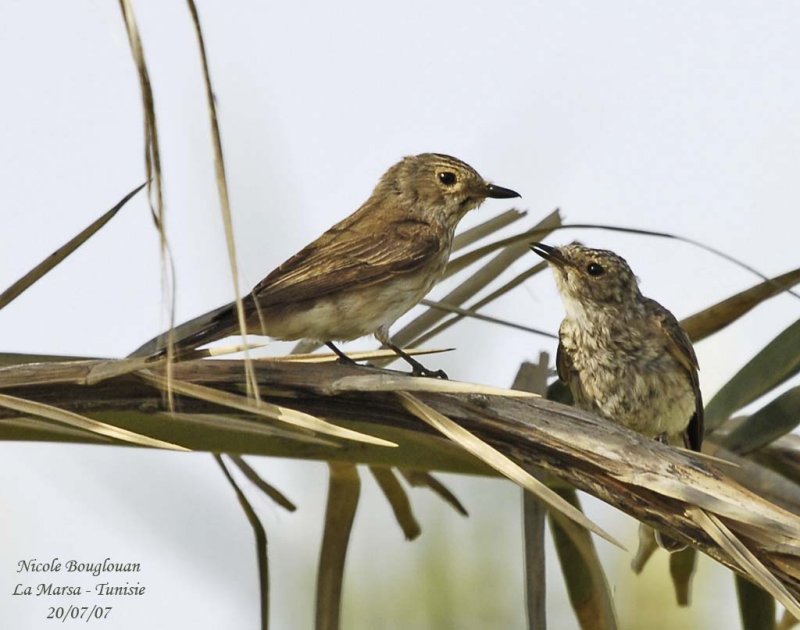 Spotted Flycatcher and baby