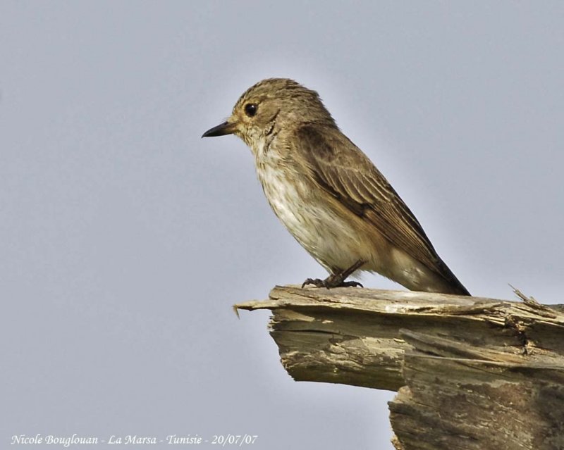 Spotted Flycatcher