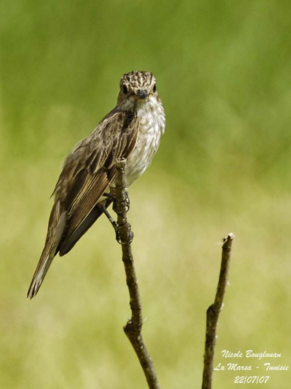 Spotted Flycatcher