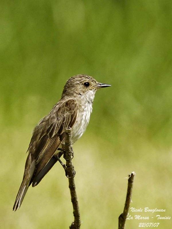Spotted Flycatcher