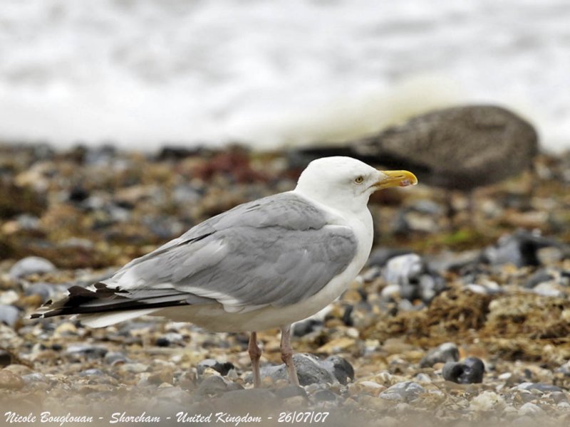 HERRING-GULL adult