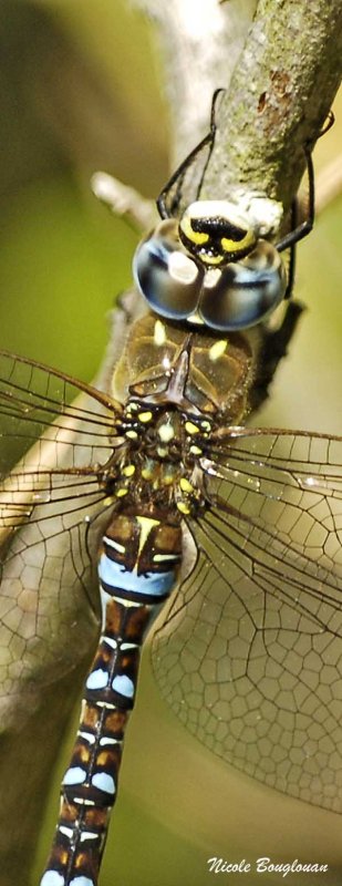 Body's details - Migrant Hawker male