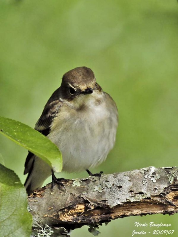 Pied Flycatcher