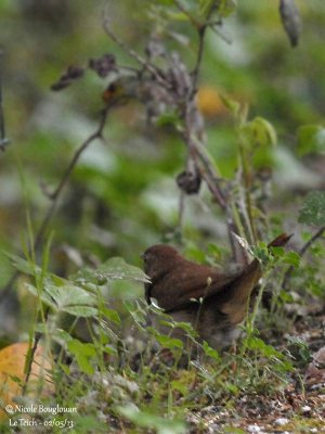 COMMON NIGHTINGALE - LUSCINIA MEGARHYNCHOS - ROSSIGNOL PHILOMELE