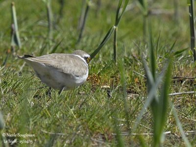 LITTLE-RINGED-PLOVER breeding plumage