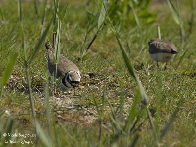 LITTLE-RINGED-PLOVER breeding plumage