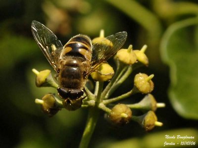HOVERFLY