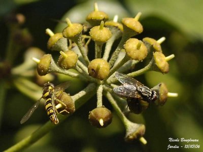 HOVERFLY and HOUSE FLY