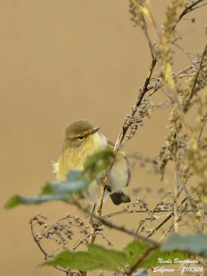 CHIFFCHAFF