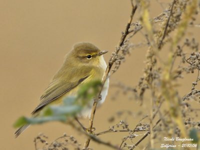 CHIFFCHAFF