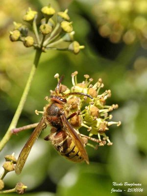 EUROPEAN HORNET