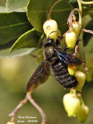 CARPENTER BEE