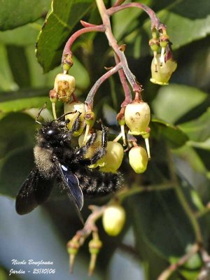 CARPENTER BEE