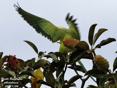 ROSE-RINGED PARAKEET male