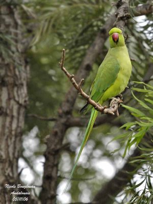 ROSE-RINGED PARAKEET female