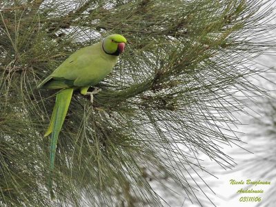  The Rose-ringed Parakeet, a friendly invader!