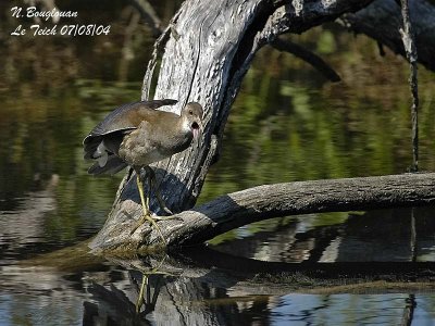 COMMON MOORHEN juv