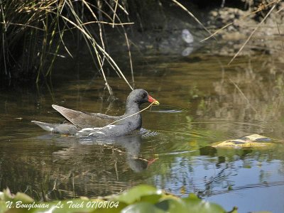 COMMON MOORHEN